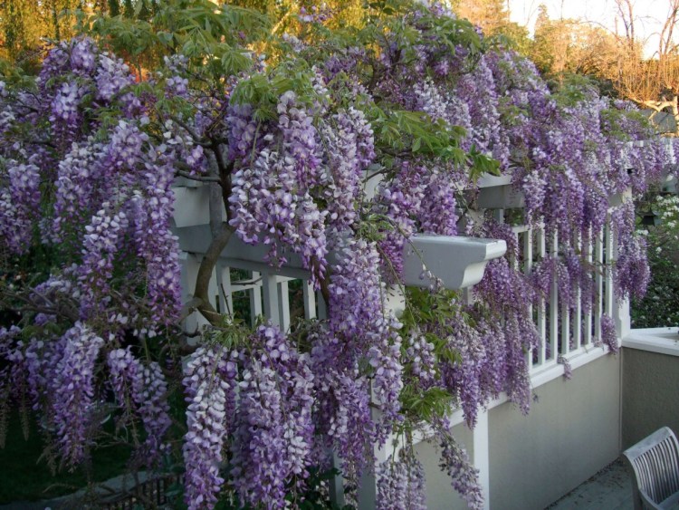 Natural_Privacy_Fence_Ideas