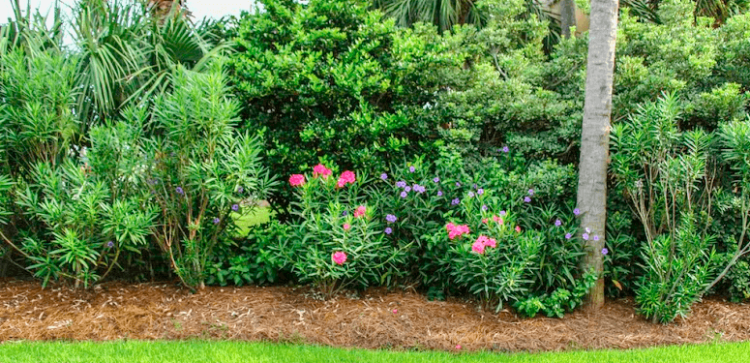 Privacy_Fence_Natural_Plants