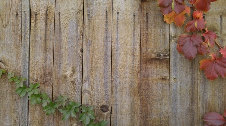 Wood_Fence_Vines