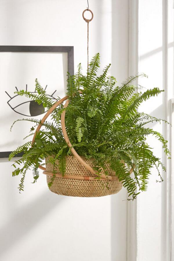 hanging planters wall