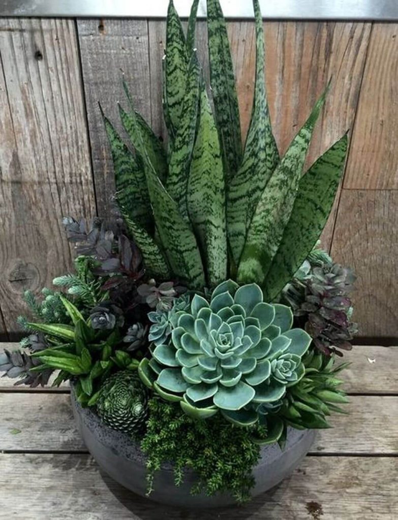 succulent dish garden ideas