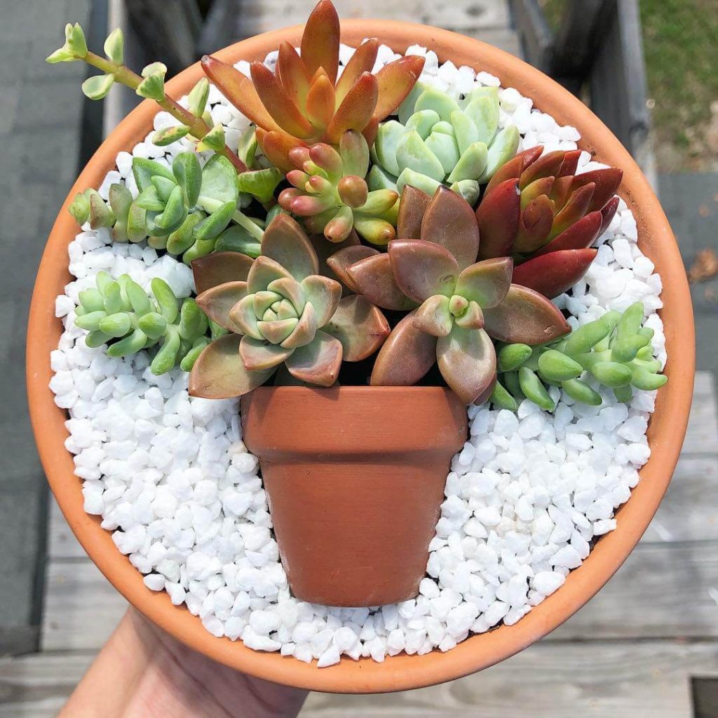succulent fairy garden ideas
