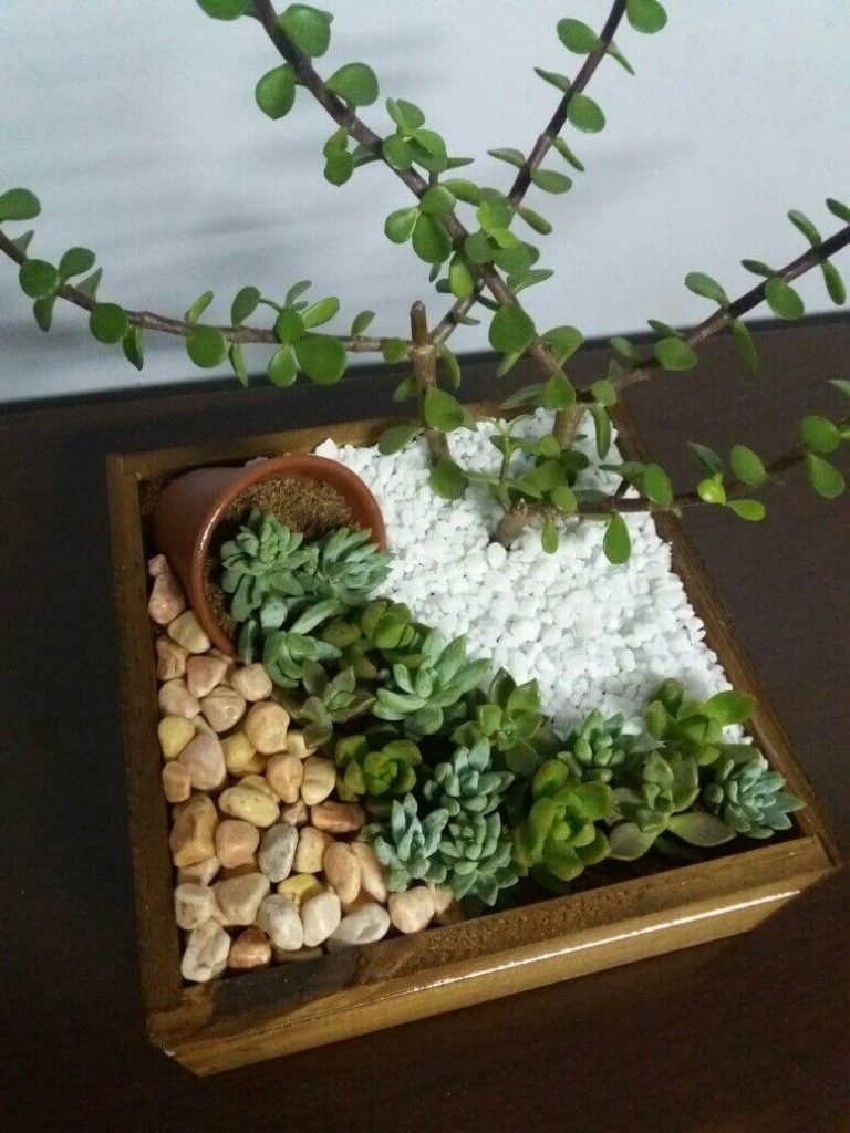 succulent garden ideas for small spaces
