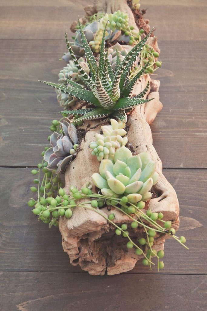 succulent garden landscape ideas