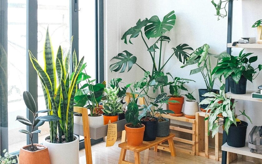Ways to Make Your Houseplants Live Longer Get Enough Sunlight