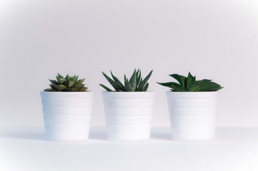 Ways to Make Your Houseplants Live Longer Indoor