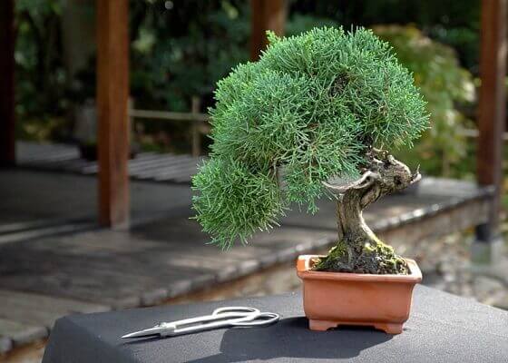 house plants that cause allergies Junipers