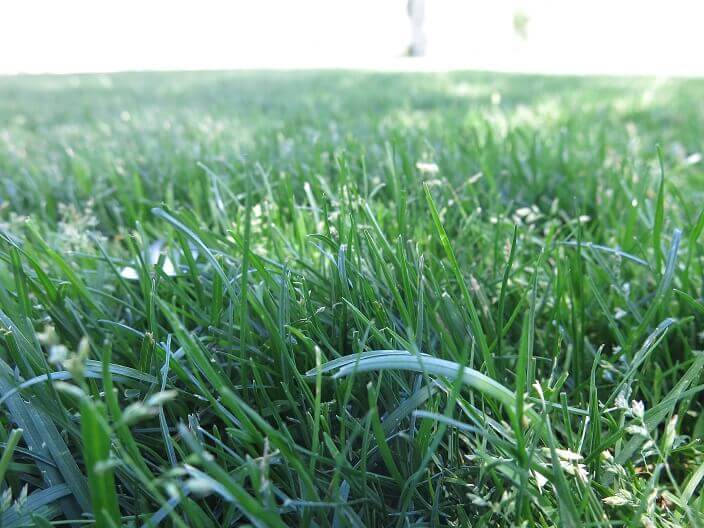 house plants that cause allergies Kentucky bluegrass