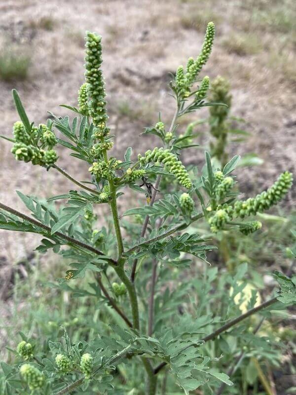 house plants that cause allergies Ragweed