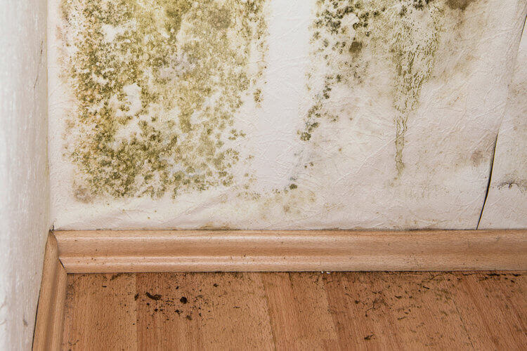 terminix recommends expensive home repairs